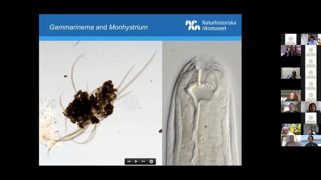 Meiolive - session 6 - Oleksandr Holovachov are freeliving nemas freeliving смотреть онлайн