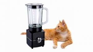 Cat Blender Real Video | Cat in blender real video | Cat in Blender Full Video Link | Cat in Blende