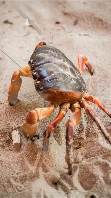 Halal vs Haram Seafood in Islam - What You Need to Know смотреть онлайн