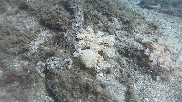 Melibe cullato in relax смотреть онлайн