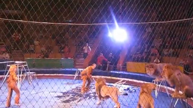 Цырк, все пошло не так смотреть онлайн