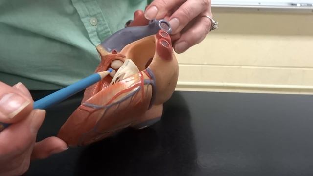 Cardiovascular system: Part 2 - Internal heart смотреть онлайн