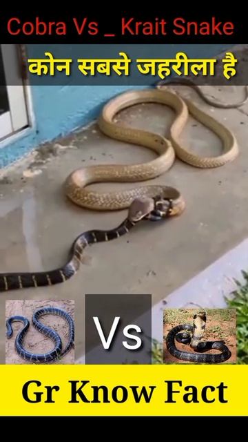 King Cobra Vs _ Krait Snake 🐍 😱 #shorts #facts #snake смотреть онлайн