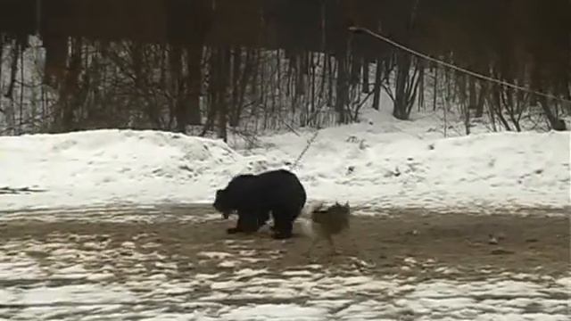 Кубок подолья 2012 Медведь ЗСЛ Варнак ЗСЛ Витим смотреть онлайн