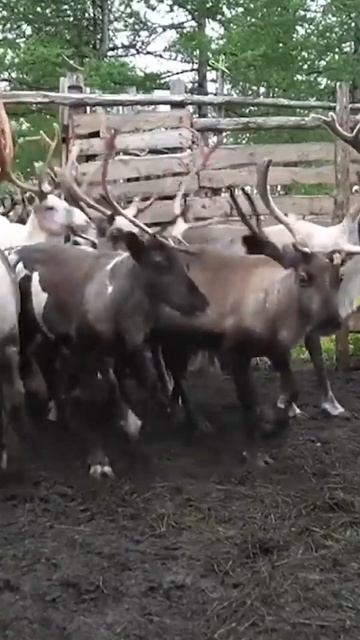 🤔 Работа оленеводов-кочевников. Пересчет и вакцинация оленей #shorts смотреть онлайн