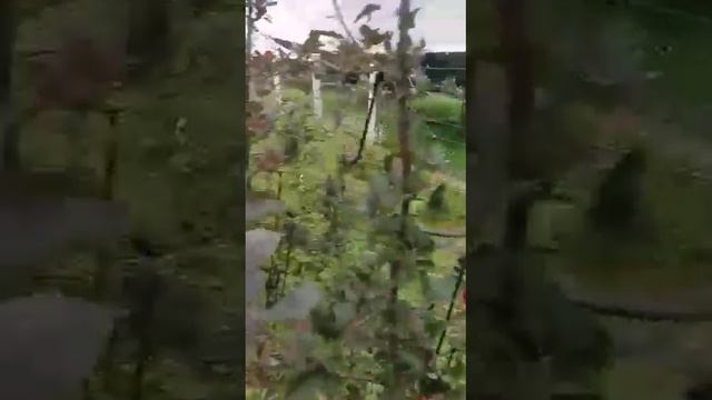 M9 Root Stock | M9 orchard| different Varities on M9 rootstock|@Ronis147 смотреть онлайн