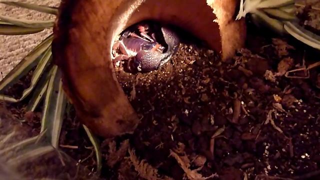 Scorpion Feeding (Heterometrus swammerdami) смотреть онлайн