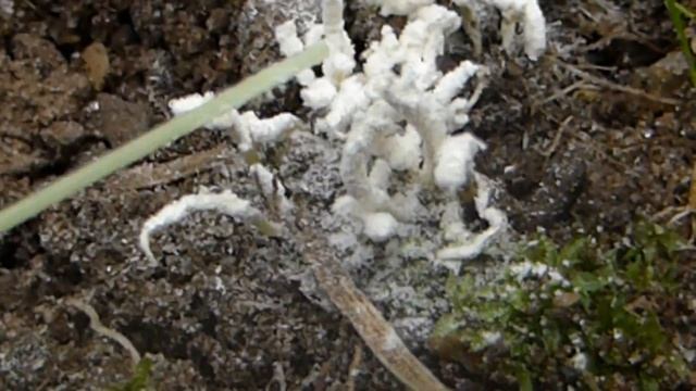 Powdery White Fungus - Isaria sp. смотреть онлайн
