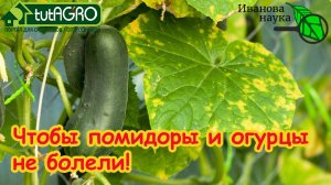 ИЗБАВЬТЕСЬ ОТ БОЛЕЗНЕЙ У РАССАДЫ и В ТЕПЛИЦЕ! Обеззараживание почвы! Вирусы - угроза урожаю!