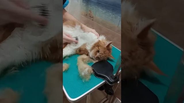 Мейн-кун на экспресс линьке смотреть онлайн