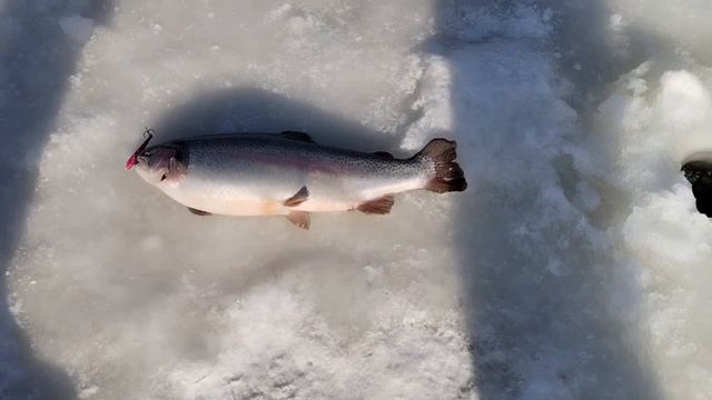 Поимка на раттлин, минус катушка 😒 смотреть онлайн