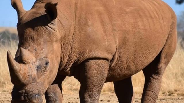 Rhino Sound Effects 🦏 🔊 смотреть онлайн