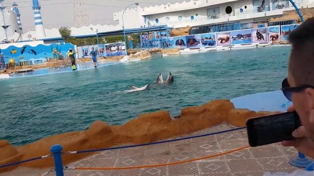 Dolphin show in hurghada 💕💕 смотреть онлайн
