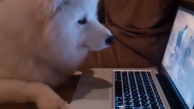 Пес самоед смотрит в ноутбук и переживает