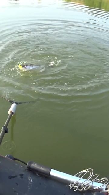 Не плохая ! Завели ! #shorts смотреть онлайн