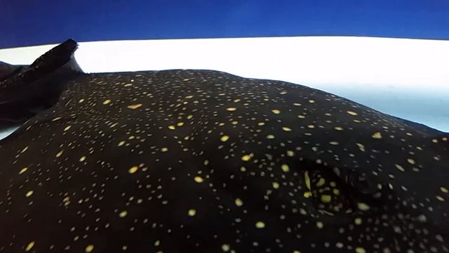 Jaguar stingray female смотреть онлайн