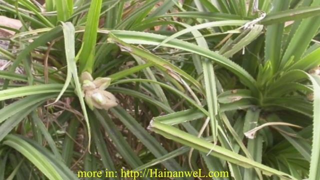 The plant Pandanus candelabrum indicates a diamonds указывает на алмазы смотреть онлайн