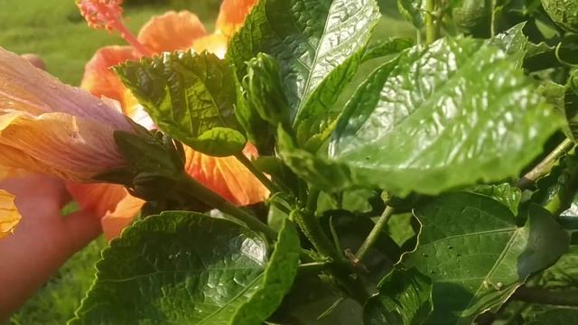 BEAUTIFUL HIBISCUS FLOWER смотреть онлайн