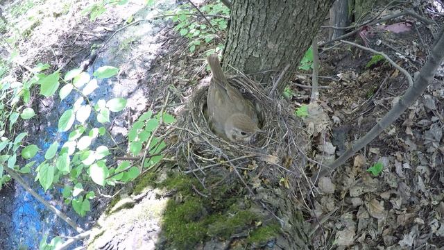 Дрозд Певчий 170514 6 у путей 170527 вылупление 5
