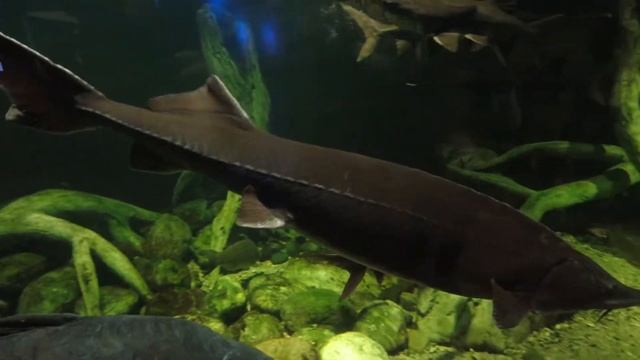 Огромные осетры и другие необычные пресноводные рыбы смотреть онлайн