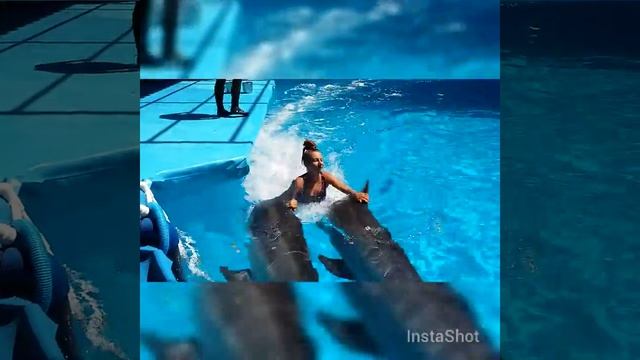 Купание с дельфинами смотреть онлайн