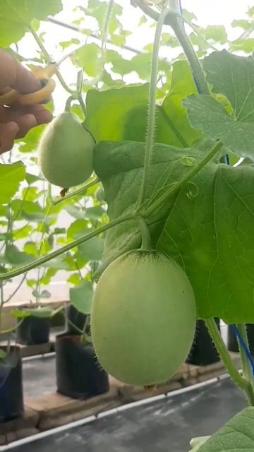 MELON HYDROPONIK смотреть онлайн