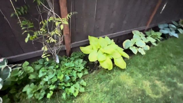 Hosta plants 🌱 in my garden 🪴 смотреть онлайн