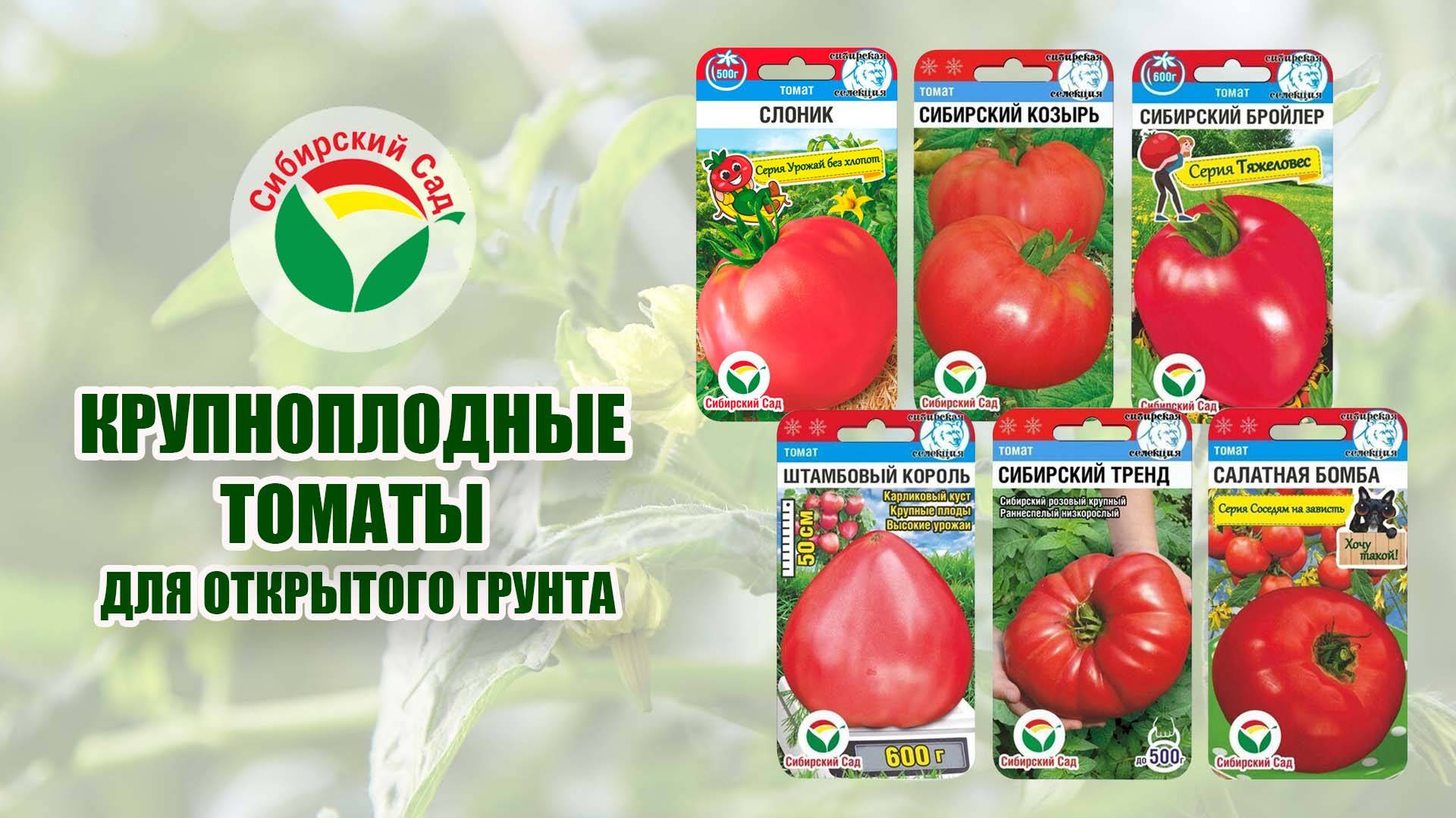 Крупноплодные томаты для открытого грунта смотреть онлайн