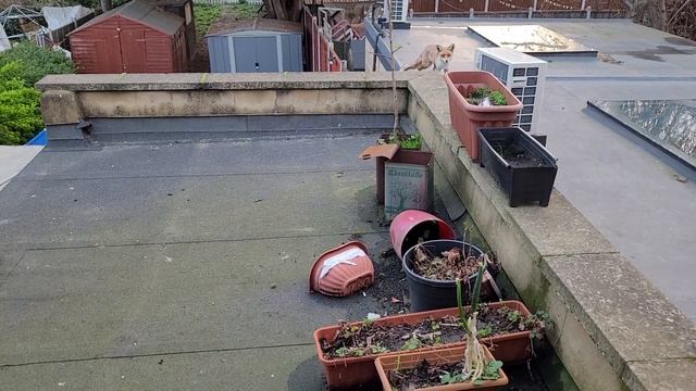 доброе утро от моих лисят смотреть онлайн