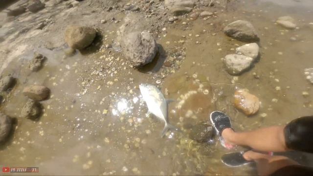 UL Ep 17 mini wtd vs. giants sa free fishing spot | Capung 762 blue spider смотреть онлайн