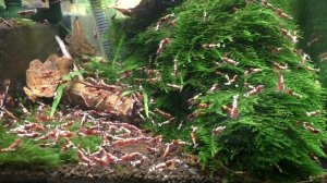 Руководство для начинающих по содержанию  креветок