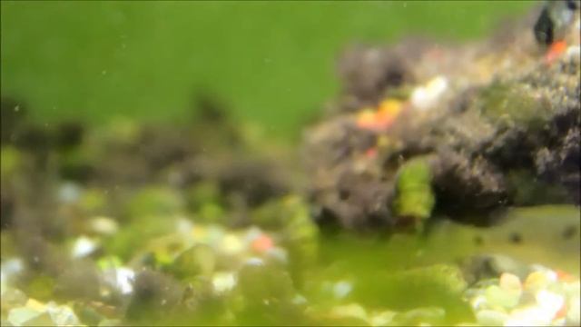 Placidochromis sp. phenochilus Tanzania - Othopharix lithobates - Hemitilapia oxyrhyncha смотреть онлайн