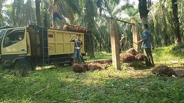 Muat sawit main tunggal 2 trip. Riau dayun sawit permai смотреть онлайн