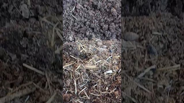 500 минг сум га кизил калифорния чувалчанг оласиз даромадини курасиз тел:995791662 смотреть онлайн