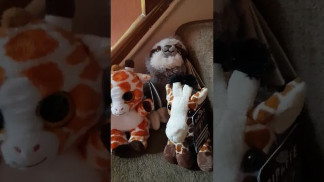 Facts about sloths! смотреть онлайн
