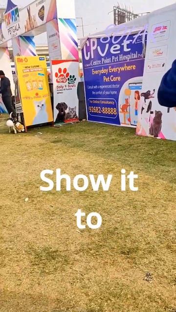 Petgala-2023 Delhi-NCR, Noida Part-1# Comment for Ticket Price #Petgala #cutecats #Solar смотреть онлайн