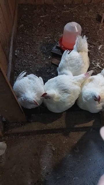 Падеж бройлеров смотреть онлайн