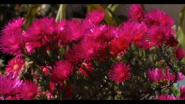 Time lapse : blooming ice plant смотреть онлайн