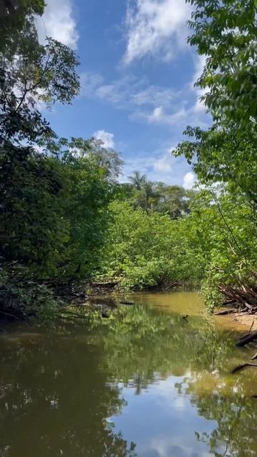 Exploring the Amazon Rainforest in Iquitos, Peru #boat #amazonrainforest #loreto #peru смотреть онлайн