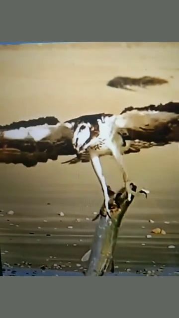 the best osprey Eagle caching Big fish смотреть онлайн