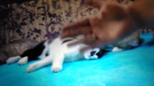 Анука давайка Баффи рыжуля и кот Малыш Андрей и Аня 😎😎😍🤔🤔🤔🤔🤔😐