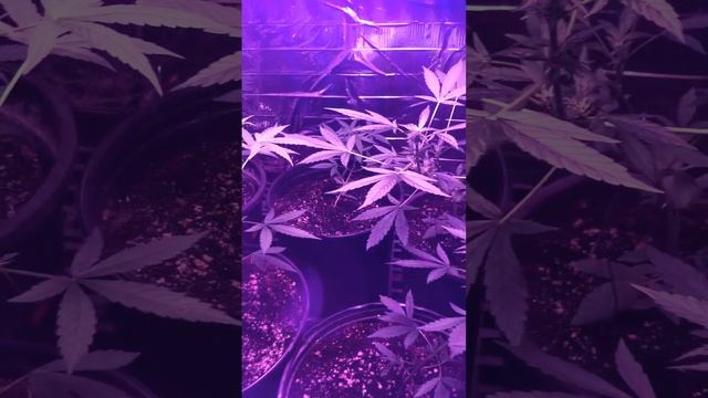 Auto flowers 3 1-2 weeks смотреть онлайн