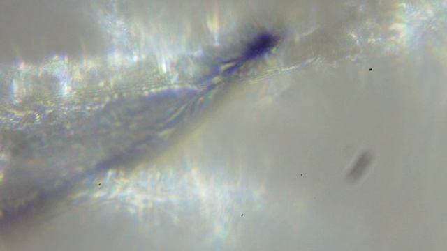 Penis Black Worm Wht Cotton Swab 1 смотреть онлайн