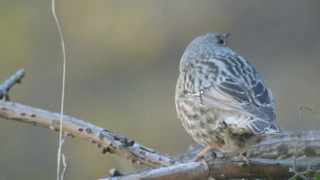 Acentor alpino (Prunella collaris) Alpine Accentor смотреть онлайн