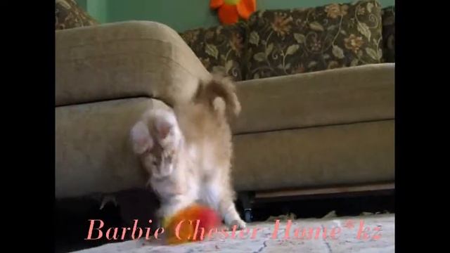 Barbie Chester Home kz Мейн Кун смотреть онлайн