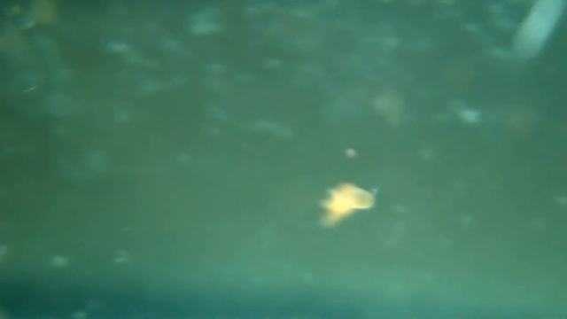 Land Hermit Crab Glaucothoe (Coenobita Clypeatus)