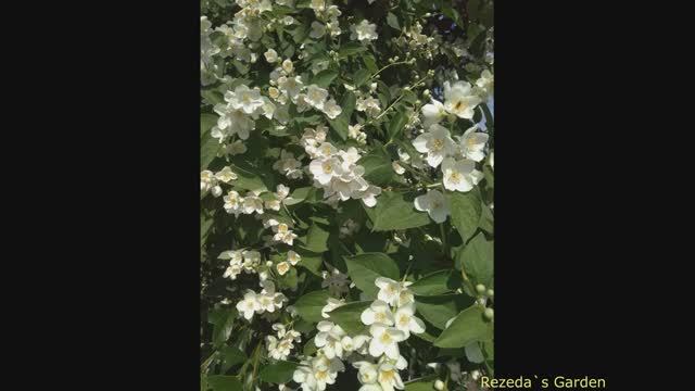 Укоренение черенков садового жасмина ЗИМОЙ.