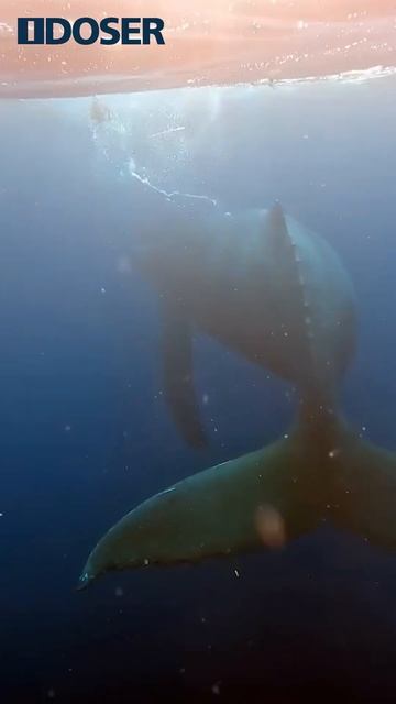 STRANGE SOUNDS #Sad Moby The #Lonely Blue #Whale #Shorts смотреть онлайн