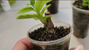 Гортензия крупнолистная, черенкование, последующий уход за черенками и результат черенкования