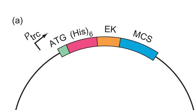 expression of a cloned vector and it's targetted protein isolation смотреть онлайн